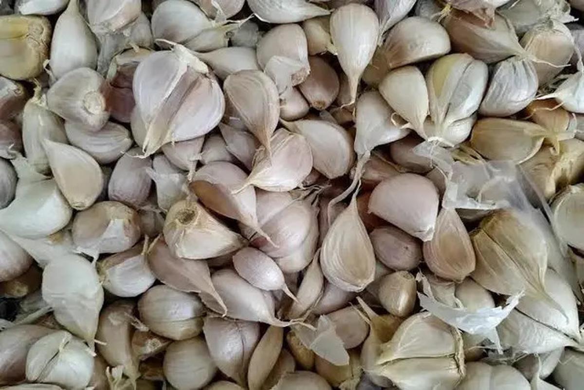 Cara Merebus Bawang Putih untuk Turunkan Kolesterol, Tekanan Darah Tinggi, dan Asam Urat