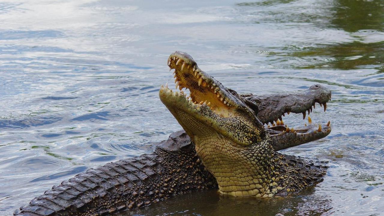 <b>Buaya</b>