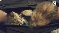 Upaya penyelundupan empat ekor anak kucing di dalam celana seorang pria, berhasil digagalkan petugas imigrasi Singapura.