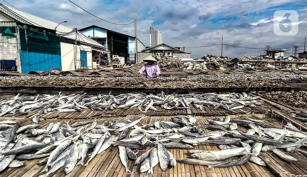 Aktivitas nelayan saat menjemur ikan asin di Muara Angke, Jakarta, Minggu (8/11/2020). Saat ini, nelayan terpaksa menurunkan harga jual ikan asin menjadi Rp 25 ribu per kilogram. (merdeka.com/Iqbal Septian Nugroho)