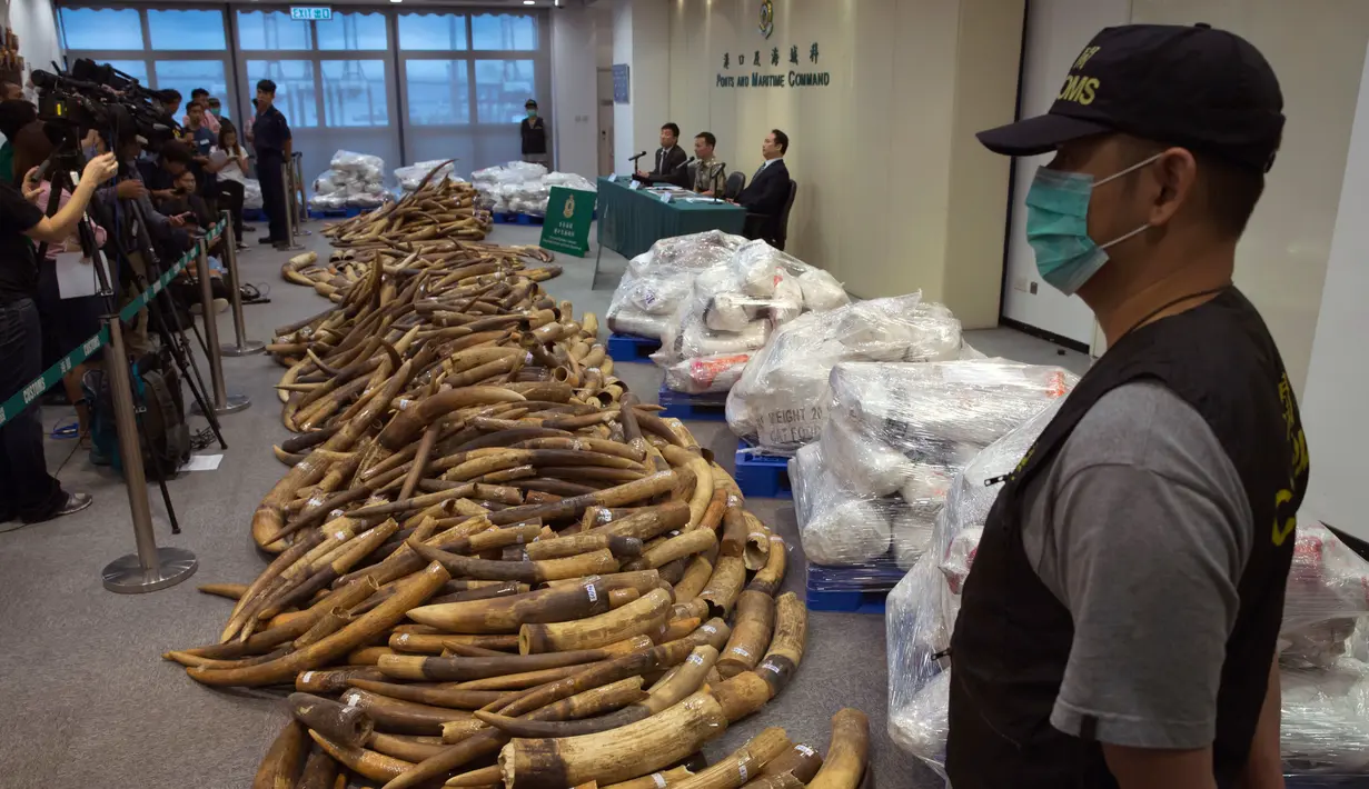 Bea Cukai Hong Kong mengelar konferensi pers terkait penyitaan kargo berisi gading seberat 7,2 ton di Hong Kong, Kamis (6/7). Ini merupakan penyitaan terbesar di Hong Kong dalam tiga dekade terakhir. (AP Photo/Kin Cheung)