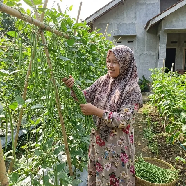Panen kacang panjang