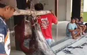 Celeng Terobos Masjid Akhirnya Ditembak, Daging Dibagi dan Dimasak