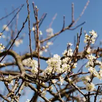 ilustrasi Tanaman yang bisa membantu mengusir serangga/pexels