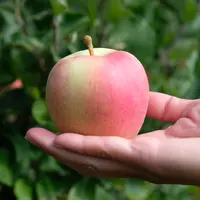 ilustrasi apel/Photo by Mackenzie Marco on Unsplash