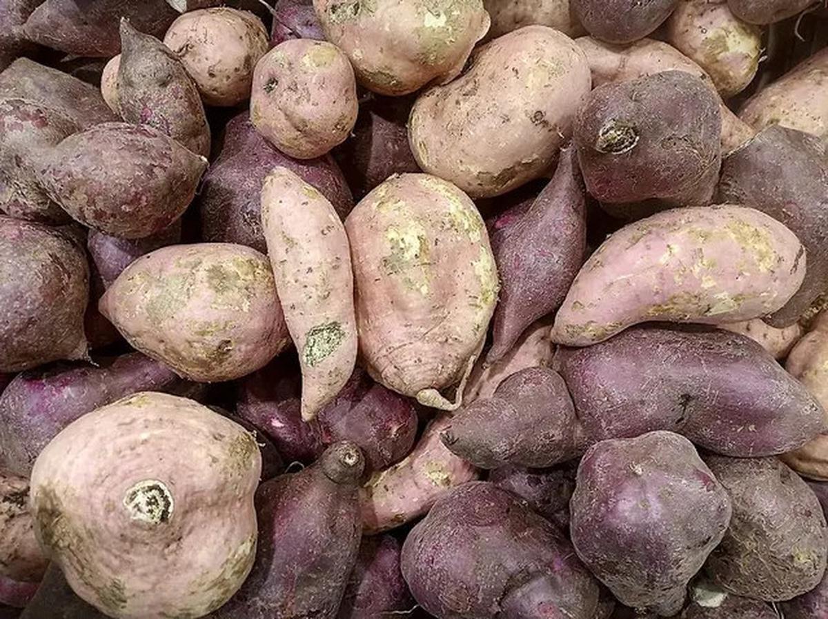 Sayuran Tinggi Protein yang Mudah Ditanam Sendiri, Cocok untuk Pola Makan Sehat