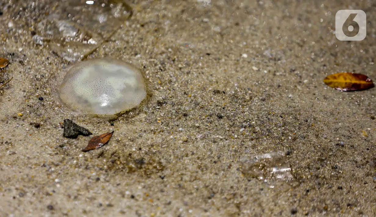 Ubur-ubur hasil tangkapan petugas di Pantai Lagoon, Ancol Taman Impian, Jakarta, Rabu (9/10/2019). Kawanan ubur-ubur yang bermunculan berjenis Spotted Jellyfish, Blubber, dan Sea Netle. (Liputan6.com/Faizal Fanani)