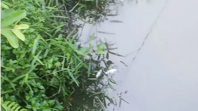 Dugaan Pencemaran Lingkungan di Balik Matinya Ikan di Aceh