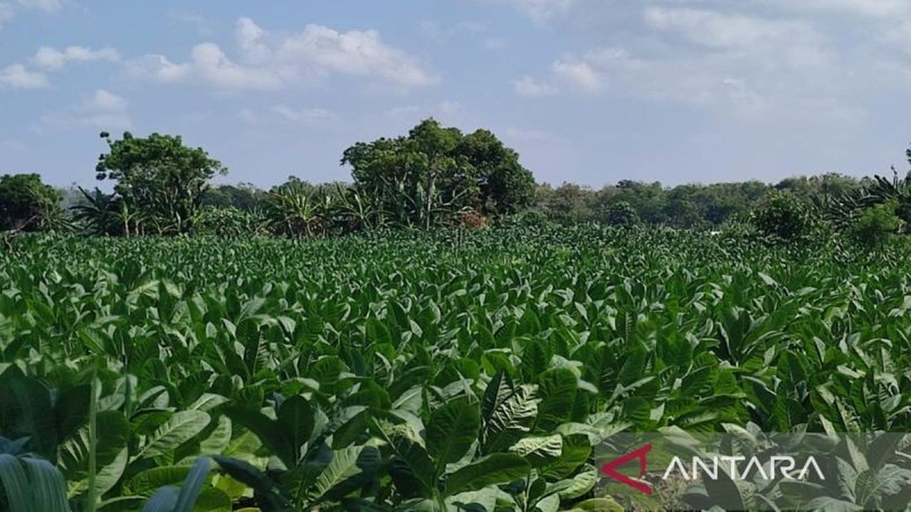 Pemkab Sumenep Tetapkan BPP Tembakau 2026, Jamin Harga Jual Petani di Atas Biaya Produksi