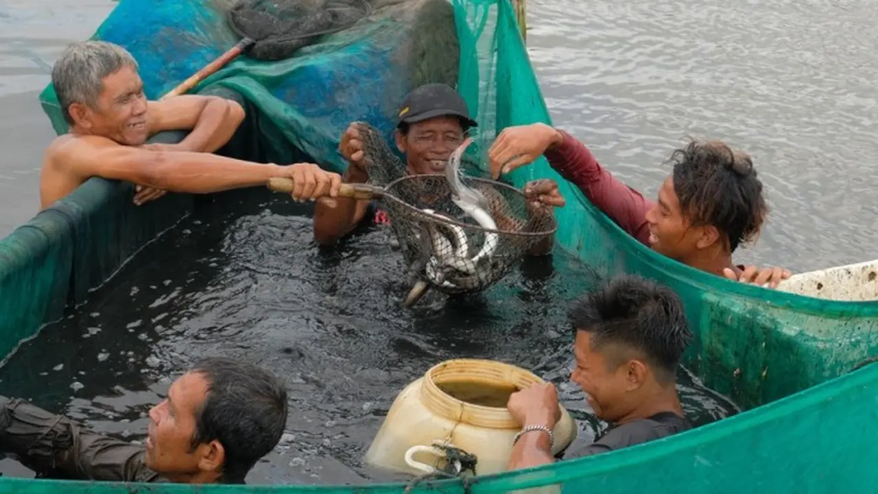 Ikan Sidat di Cilacap