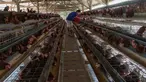 Peternak mengambil telur ayam ras pada sebuah peternakan ayam di kawasan Gunung Sindur, Bogor, Jawa Barat, Kamis  (09/07/2026).