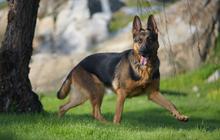 Arti Masa Pensiun: Kisah Kakek 72 Tahun Pengasuh Anjing Pemandu Tunanetra