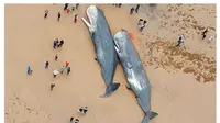 Paus sperma mati terdampar di tepi pantai