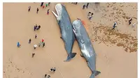 Misteri Hewan Laut Sehat Terdampar, Efek Badai Matahari?