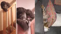 Kucing bisa tidur dimana saja