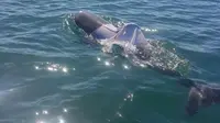 Lumba-lumba yang terlihat mengenakan kemeja. (Department of Parks and Wildlife Australia) 