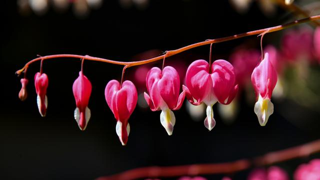 Bleeding-Heart
