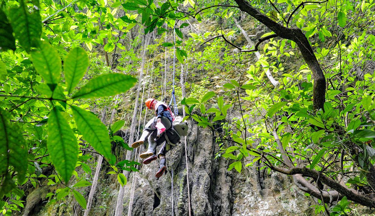  hutan purba yang tumbuh subur di dasar gua. Nuansa lembap, aroma tanah basah, dan sinar matahari yang menembus celah sempit di atas menciptakan suasana magis seolah berada di dunia lain. Di dalamnya, stalaktit dan stalagmit menghiasi dinding serta langit-langit gua, sementara aliran sungai bawah tanah menambah kesan mistis sekaligus menenangkan. Tampak dalam foto, wisatawan saat turun untuk masuk ke dalam Goa Jomblang  di Gunung Kidul, Yogyakarta. (merdeka.com/Arie Basuki)