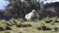 Domba Liar Berbulu Raksasa, Tukang Cukur Profesional Dipanggil  (RSCPA/Canberra Times)