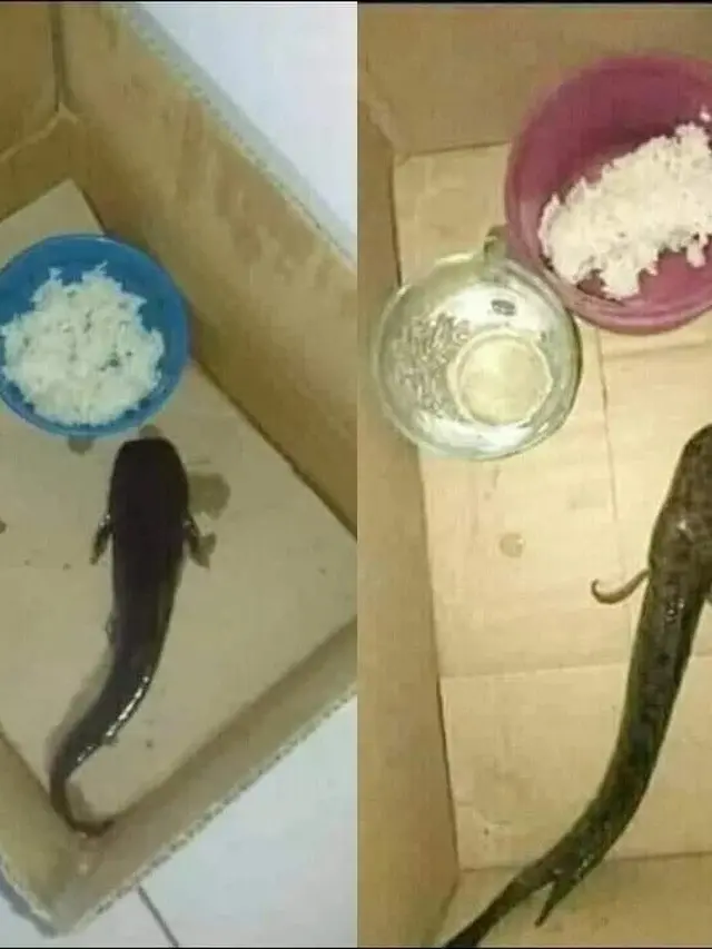 10 Potret Orang Beri Makan Ikan Layaknya Manusia Ini Kocak