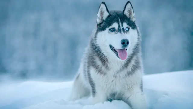 Siberian Husky