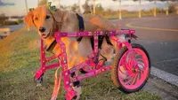 Olivia, anjing disabilitas. Foto: tangkapan layar Instagram @oliviagoldenespecial.