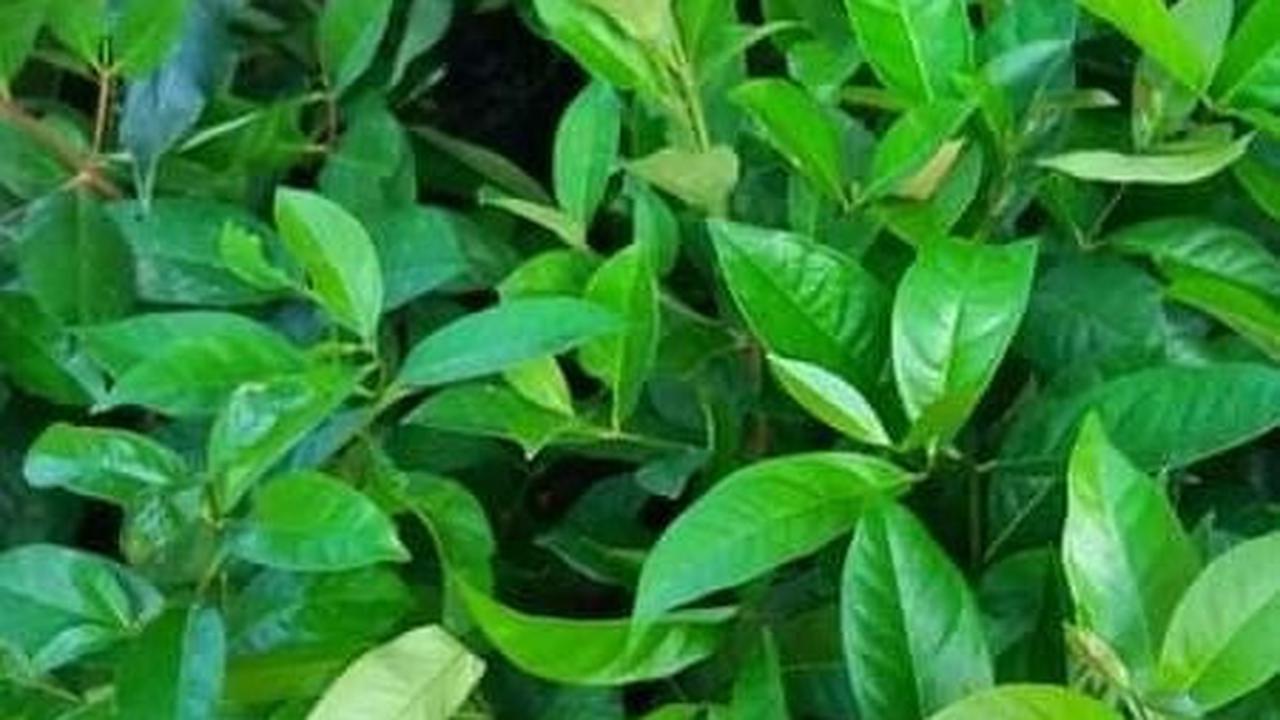 Gunakan Rempah Aromatik
