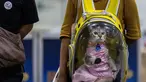Seekor kucing yang mengenakan gaun digendong dengan ransel transparan di Pet Expo Thailand 2021 tahunan di Bangkok (25/11/2021). Pet Expo Thailand 2021 diselenggarakan dari 25-28 November 2021 mulai pukul 10.00-20.00. (AFP/Jack Taylor)