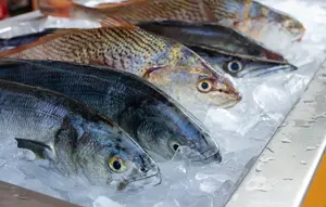 8 Tips Memilih Ikan Segar di Pasar Tradisional, Dapatkan Ikan Berkualitas untuk Hidangan Lezat