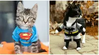 Potret Lucu Saat Kucing Berkostum Superhero Ini Bikin Gemes (sumber:phys.org)