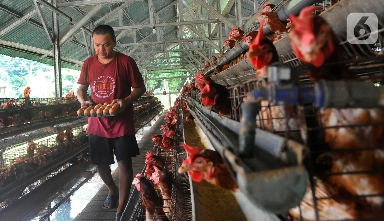 Di tingkat peternak, saat ini harga telur ayam mencapai Rp 30ribu per kilogram. (merdeka.com/Arie Basuki)