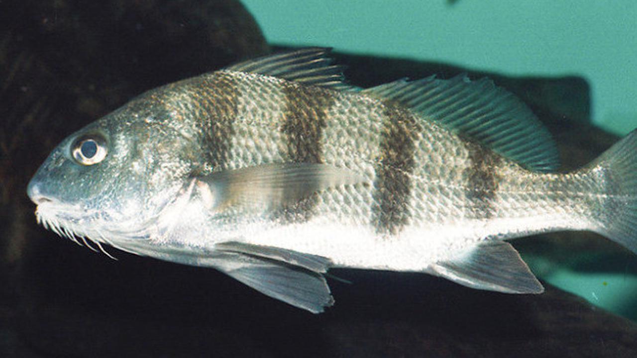 Ilustrasi Ikan Black Drum