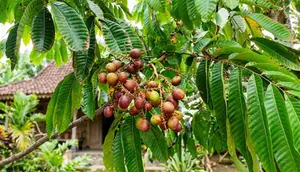 10 Cara Membuat Pohon Matoa Cepat Berbuah di Pekarangan Rumah, Hasil Maksimal