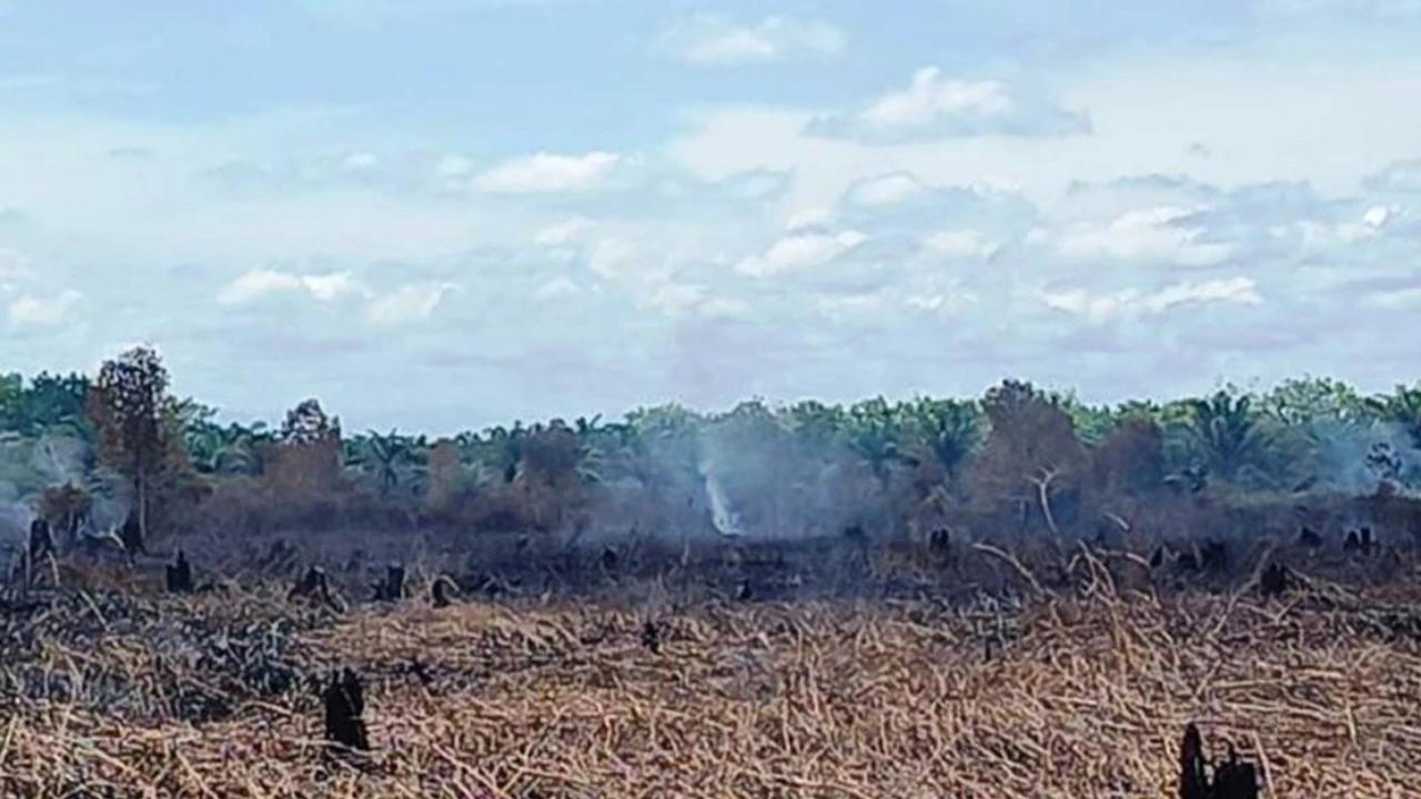 Miris, Kebakaran Hutan dan Lahan di Aceh Barat Capai 34,1 Hektare