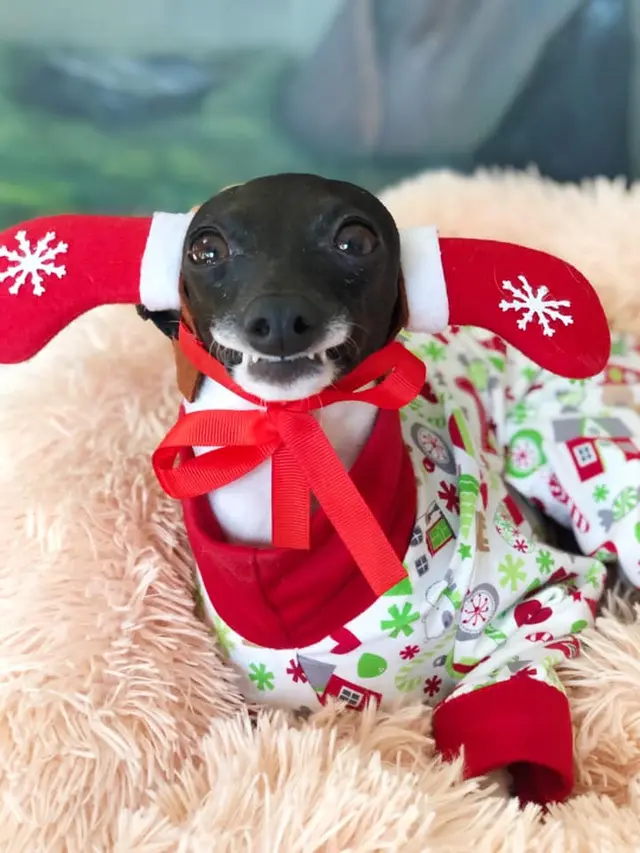 Pakaianku edisi natal nih, lucu kan?