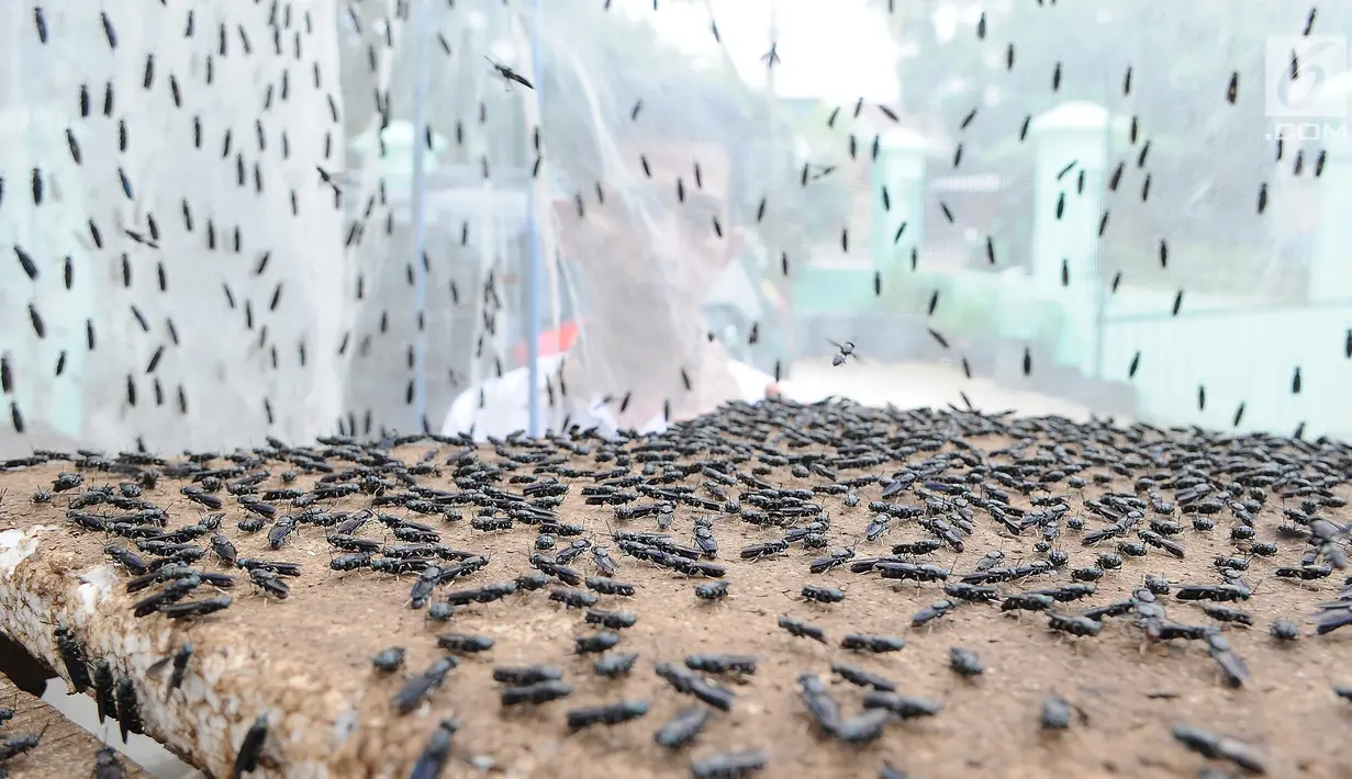 Petugas melihat lalat tentara hitam di penangkaran Unit Pengolahan Sampah (UPS) 2 Sukmajaya Depok, Jawa Barat, Selasa (5/3). Telur lalat tentara hitam menghasilkan ulat maggot. (Liputan6.com/Herman Zakharia)