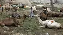 Seorang pria Pakistan memotong rambut unta di pasar ternak menjelang perayaan Idul Adha di Peshawar, Pakistan (1/7/2022). Idul Adha merupakan salah satu hari raya umat Islam di dunia yang identik dengan penyembelihan hewan kurban bagi yang mampu. (AP Photo/Muhammad Sajjad)