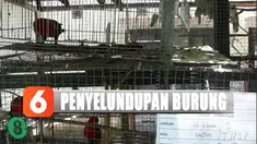 Polisi amankan 85 ekor burung yang dilindungi sebelum dijualbelikan di Maluku Utara.