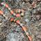 Ular peliharaan milk snake, yang tidak berbisa, ditemukan di bawah tumpukan kompos di Donington, Lincolnshire. [Foto: Emma Dormer via BBC]