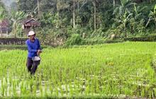 Aturan Dipangkas, Pemerintah Minta Petani Tak Khawatir soal Pupuk Subsidi