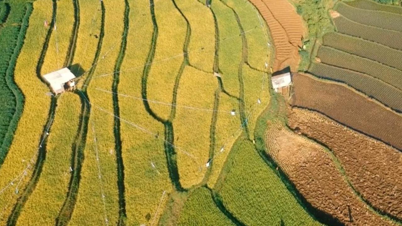 Melihat Sorgum sebagai Strategi Pangan dan Energi