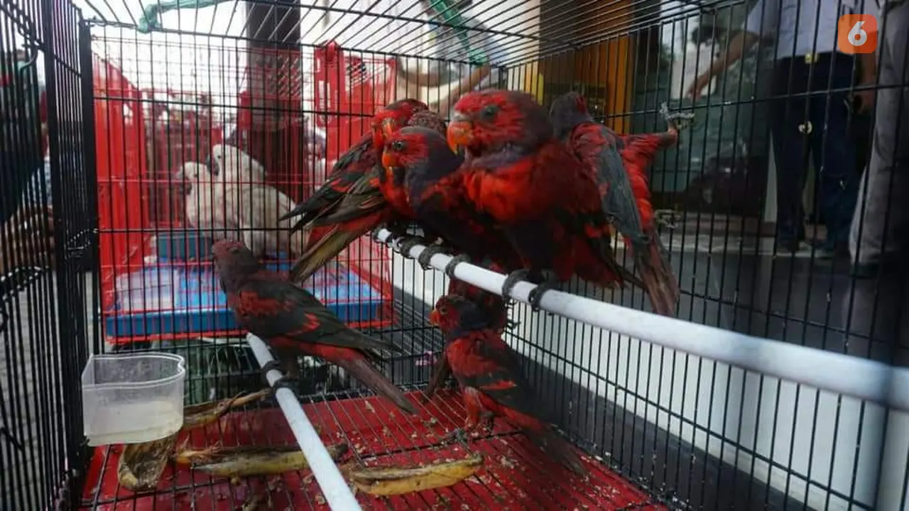 Ilustrasi burung selundupan (Liputan6.com/Dok:Balai Karantina Pertanian)