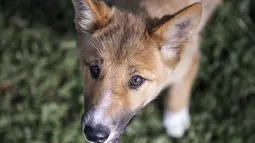 Seekor anjing dingo bernama Wandi di Yayasan Dingo Australia, dekat Melbourne, Rabu (6/11/2019). Sempat dikira rubah atau seekor anjing, hasil tes DNA menunjukkan Wandi adalah seekor dingo yang merupakan 100% penduduk asli dataran tinggi Victoria. (Shari TRIMBLE/Australian Dingo Foundation/AFP)