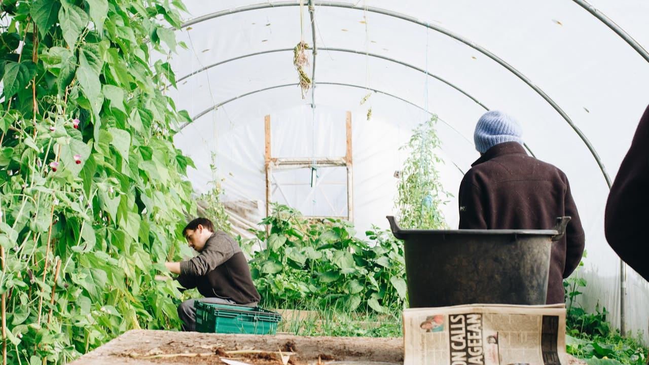Berkebun