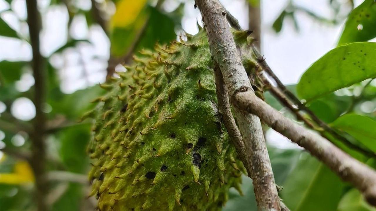 Manfaat Daun Sirsak
