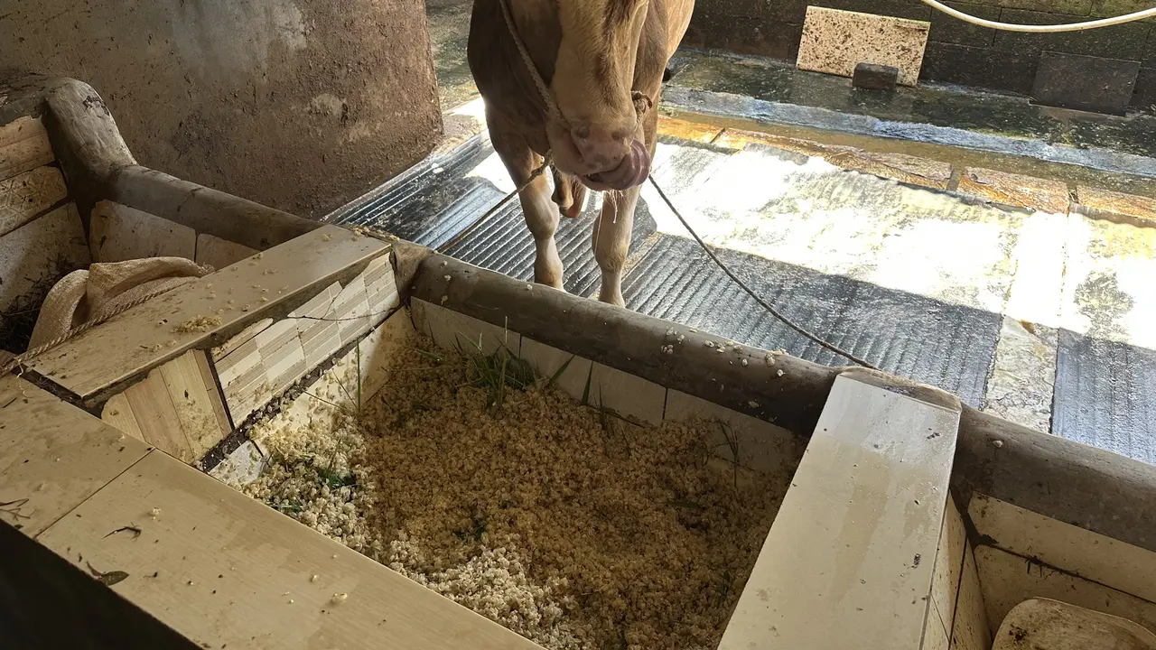 Biogas