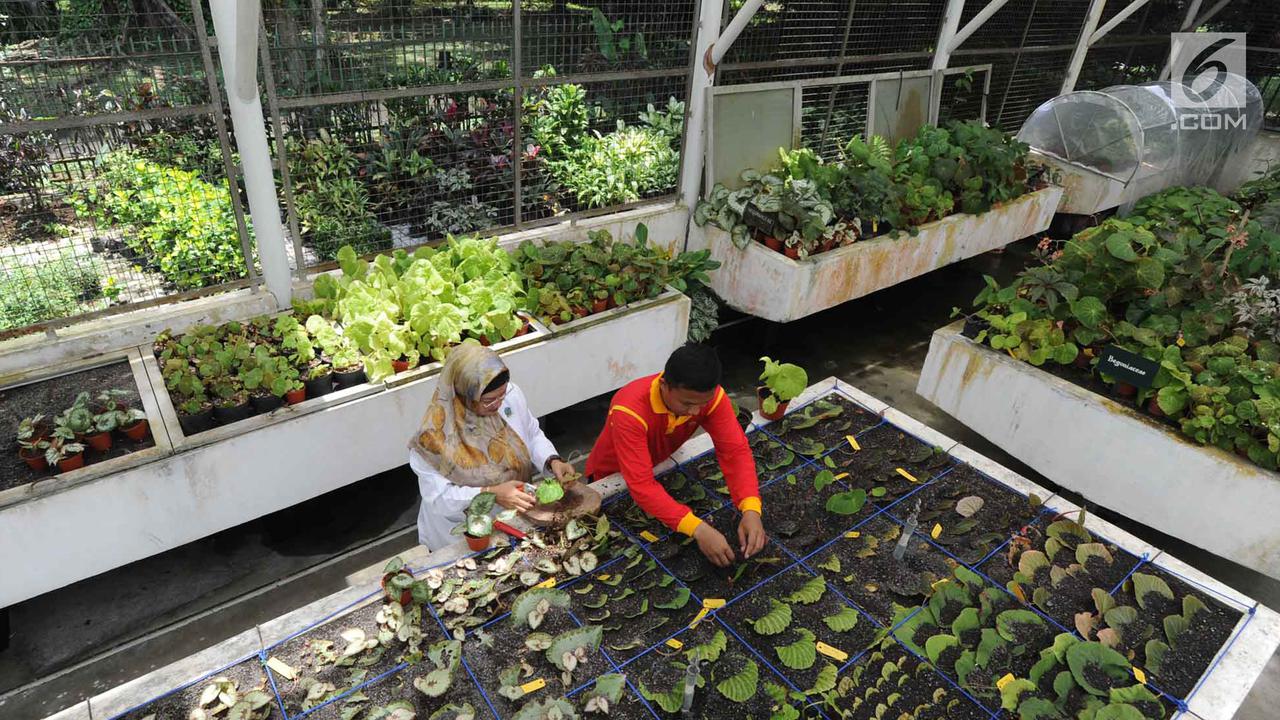 Melihat Proses Konservasi dan Budidaya Begonia di Rumah Kaca