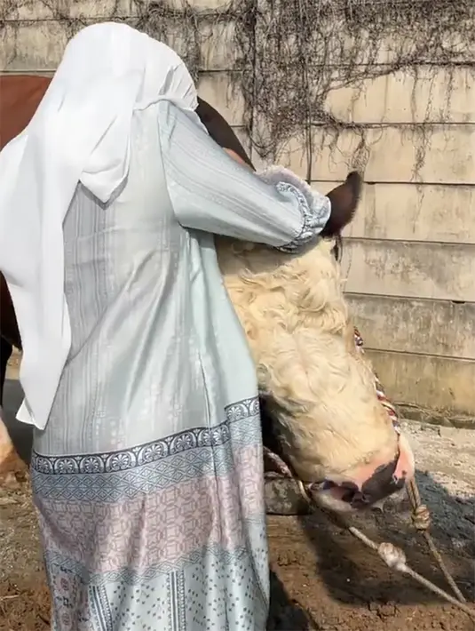 Ricis juga juga mengajak anak dan suaminya untuk mendekat dan mengelus atau mengetuk-ngetuk sapinya. Tampak sang suami juga mengusap air mata Ricis yang terus menangis terisak-isak. [Instagram/riaricis1795]