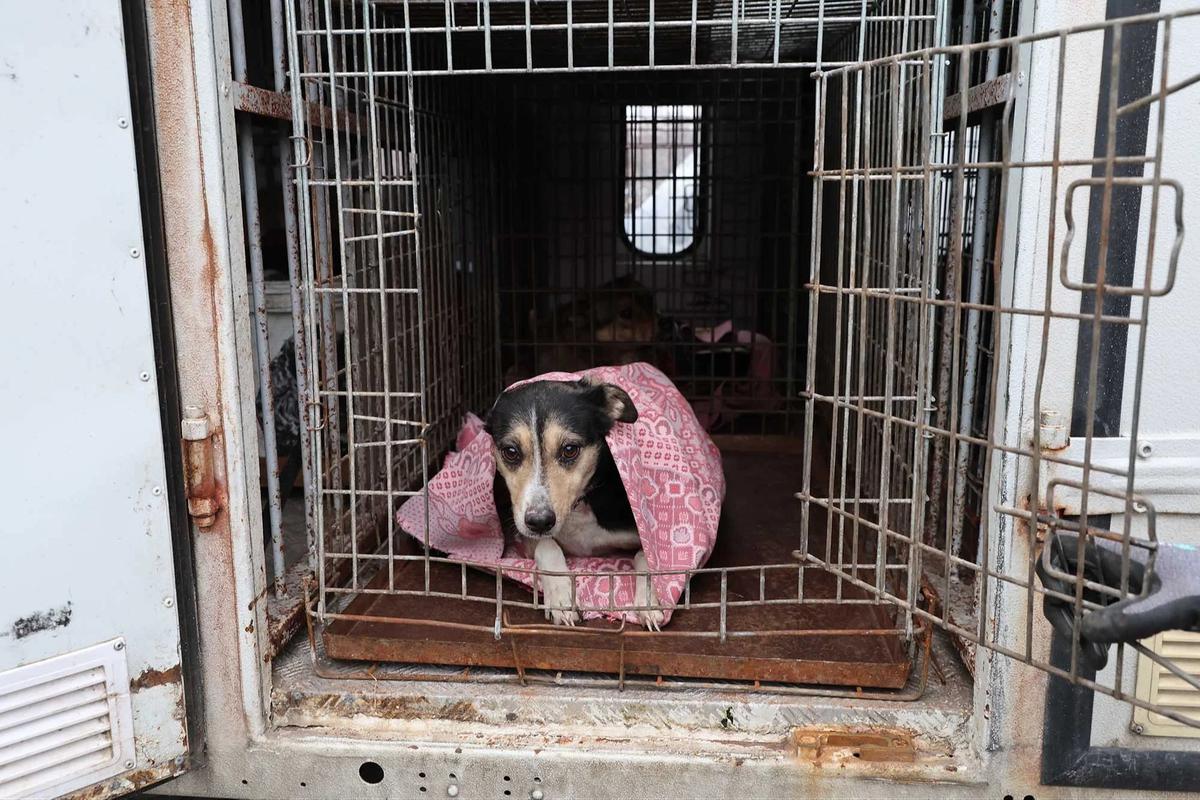 FOTO: Evakuasi Anjing Terluka Usai Serangan Rusia Hantam Penampungan Anjing Liar