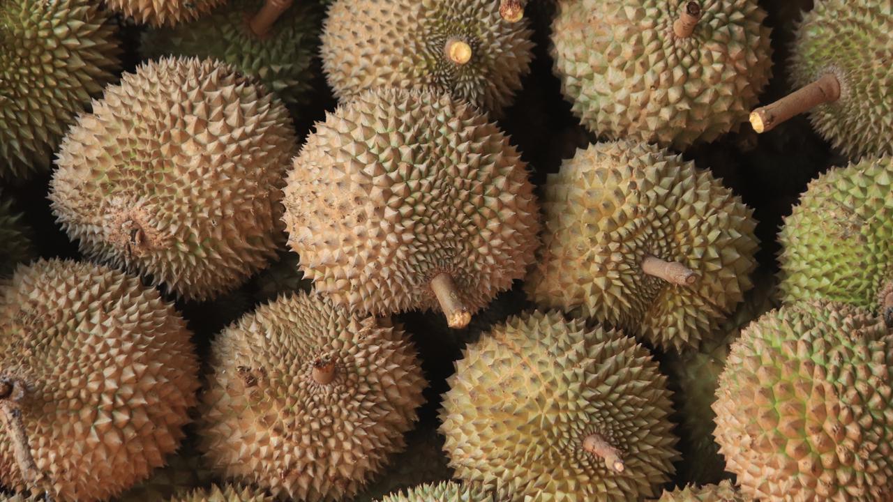 Durian - Vania